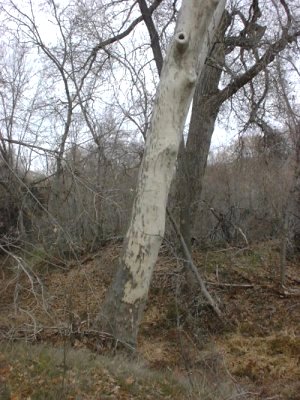 Click to enlarge