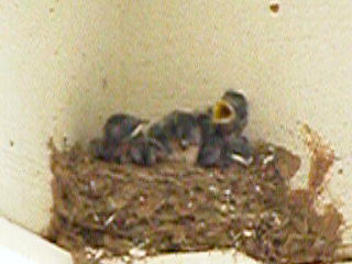 Bird nest Move #1