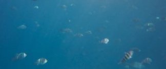 Click for 1536 by 1024 image