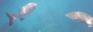 Click for 1536 by 1024 image