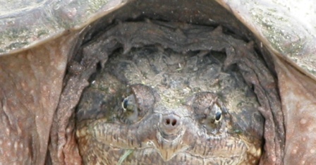 Turtle in our yard.