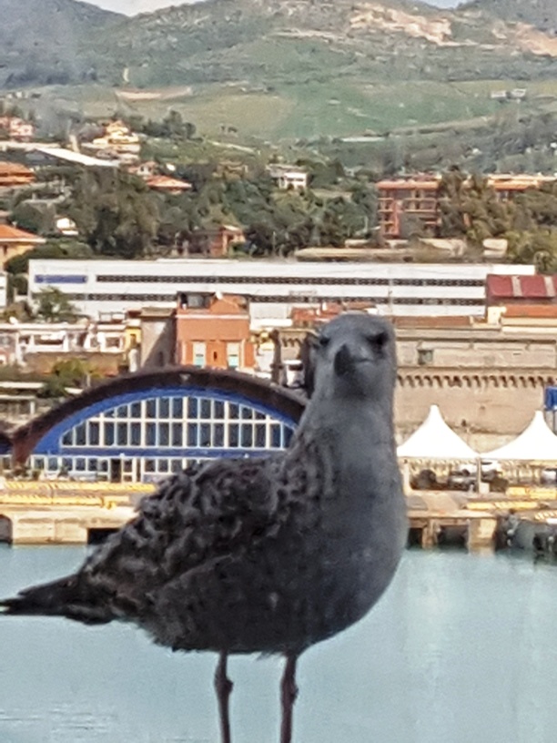 One of our foul friends.