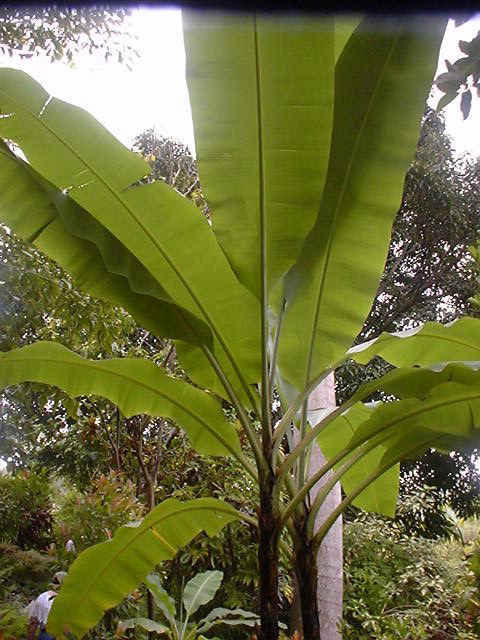 Garden 1