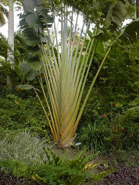 Garden 2