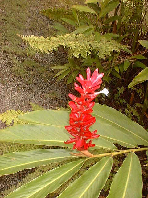 Garden 4