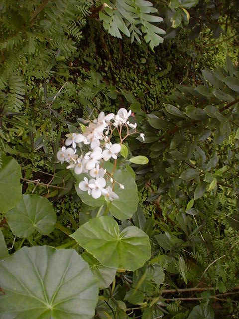 Garden 6