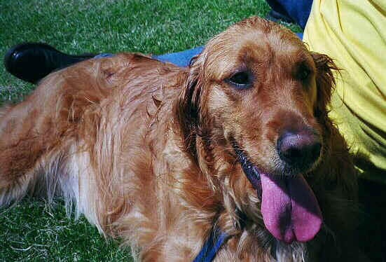 A very tired Golden.