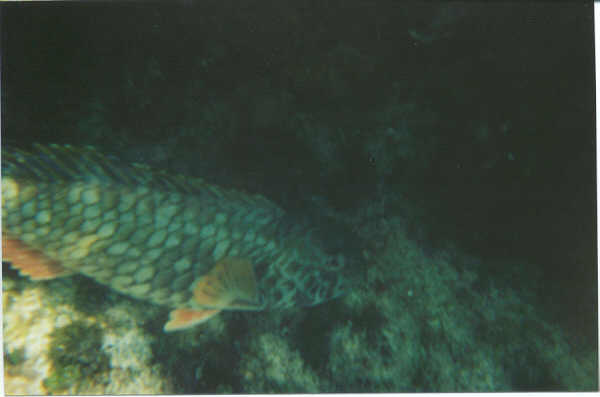 fish2.jpg (18265 bytes)