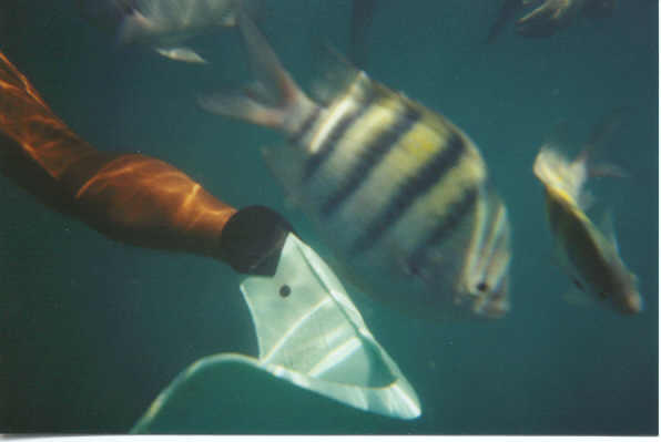 fish3.jpg (16566 bytes)