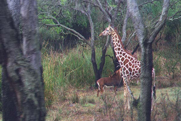 giraffe1.jpg (51574 bytes)