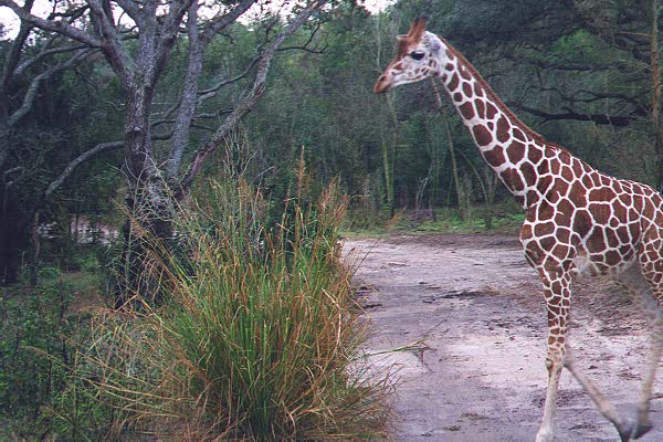 giraffe3.jpg (64041 bytes)