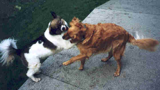 Molly and Sam at play.jpg (13689 bytes)