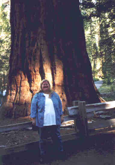 Redwood 3.jpg (17083 bytes)