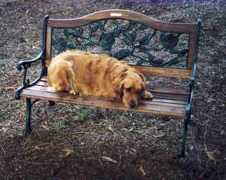 Sam on bench.jpg (19223 bytes)