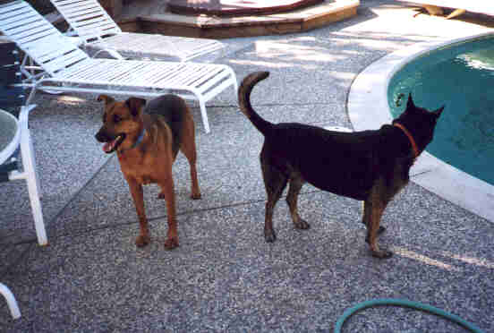 Zuni and ceaser.jpg (21745 bytes)